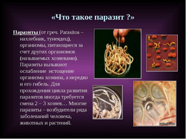 Nincs gyömbér, hogy megszabaduljunk a paraziták (megszabadulni) Nincs gyömbér, hogy megszabaduljunk a paraziták