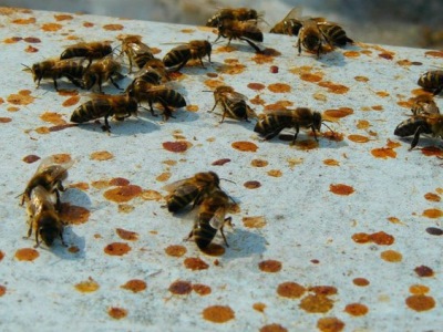 Diareea cauzata de albine