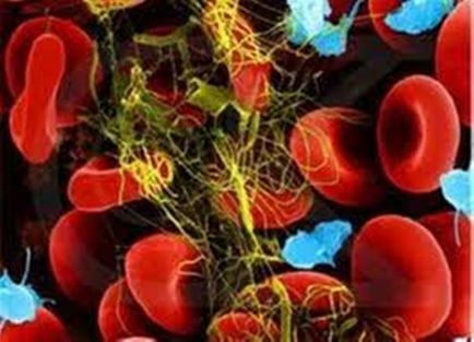 Conceptul de coagulare a sângelui și fiziologia procesului, medicina populară