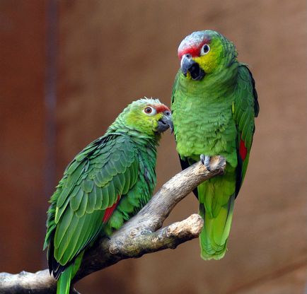 Parrot amazon fotografie, conținut și reproducere în captivitate, specie venezueleană, roșu-bellied