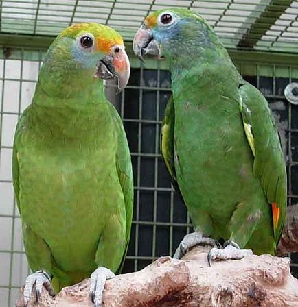 Parrot amazon fotografie, conținut și reproducere în captivitate, specie venezueleană, roșu-bellied