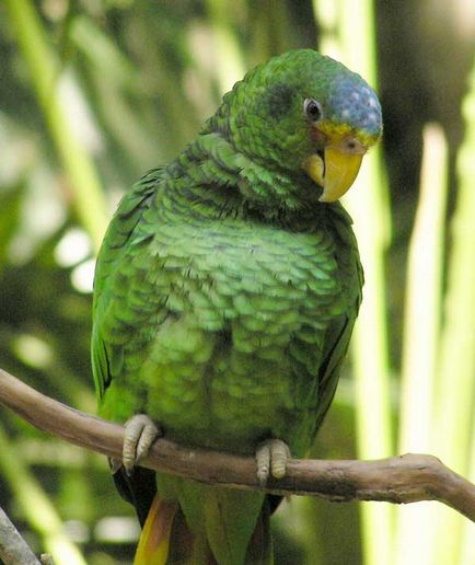 Parrot amazon fotografie, conținut și reproducere în captivitate, specie venezueleană, roșu-bellied