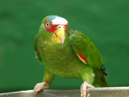 Parrot amazon fotografie, conținut și reproducere în captivitate, specie venezueleană, roșu-bellied