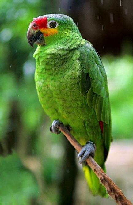 Parrot amazon fotografie, conținut și reproducere în captivitate, specie venezueleană, roșu-bellied