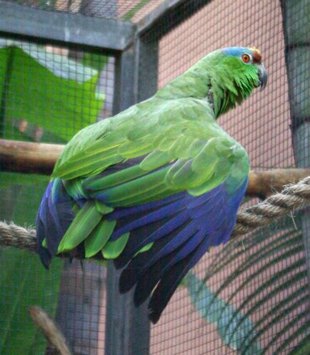 Parrot amazon fotografie, conținut și reproducere în captivitate, specie venezueleană, roșu-bellied