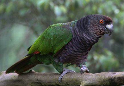 Parrot amazon fotografie, conținut și reproducere în captivitate, specie venezueleană, roșu-bellied