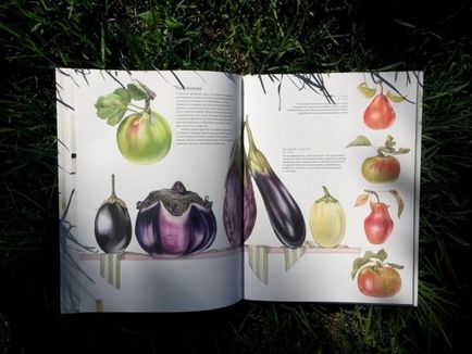 Портрети фруктів і овочів керівництво по малюванню аквареллю