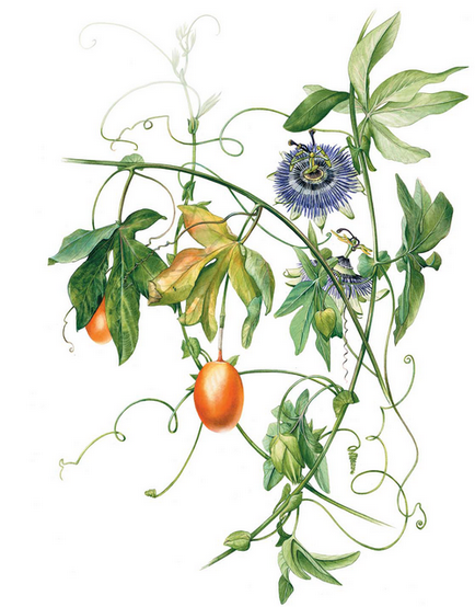 Portrék a gyümölcsök és zöldségek bemutatása akvarell rajz