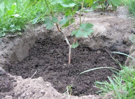 Ültetés szőlőt tavasszal, a kiválasztás palánta, ültetési mód, gondoskodás