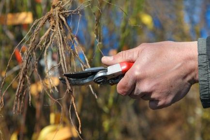 Plantarea strugurilor în timpul primăverii, selectarea răsadurilor, moduri de plantare, îngrijire