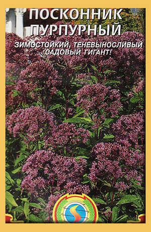 Baskonnik - plantarea și îngrijirea în grădină (fotografia florilor)