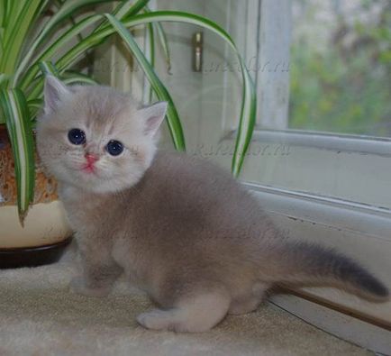 Împiedicați apariția hemminților (viermilor) într-o pisică britanică - catelusul pisicilor britanici rar