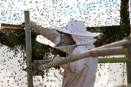 Okok rajzás méhcsaládok és módja, hogy megakadályozzák a természetes ösztön