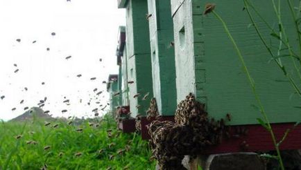 Причини роїння бджолиних сімей і способи запобігання природного інстинкту