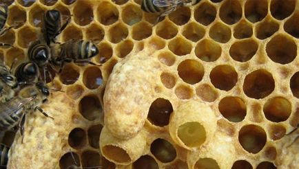 Okok rajzás méhcsaládok és módja, hogy megakadályozzák a természetes ösztön