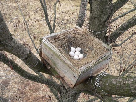 Залучення ушастой сови в штучні гнізда на прикладі білорусі