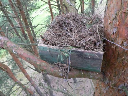 Залучення ушастой сови в штучні гнізда на прикладі білорусі