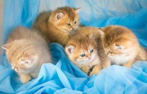 Megelőzése és kezelése megfázás Brit macskák - Brit rövidszőrű tenyészet ritka