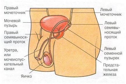 Prostatita ce este?