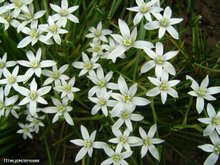 Ornithogalum - kerti virágok - virágszirom - amatőr virágkertészet