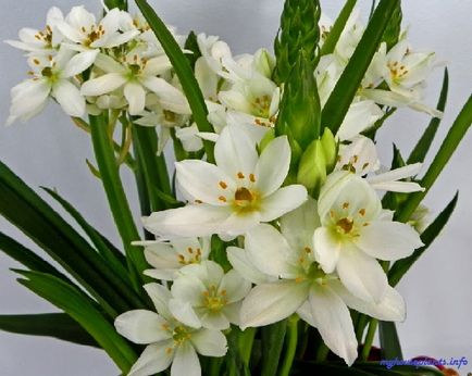 Ornithogalum tirsovidny - én szobanövények