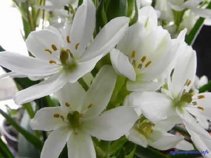 Ornithogalum tirsovidny - én szobanövények