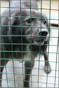 Un site temporar de întreținere a animalelor la forumul Gursky, 42 - Minsk
