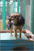 Un site temporar de întreținere a animalelor la forumul Gursky, 42 - Minsk