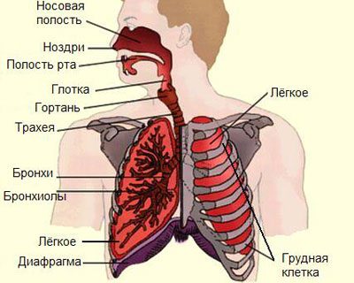 Modalități de penetrare a substanțelor otrăvitoare în corpul uman