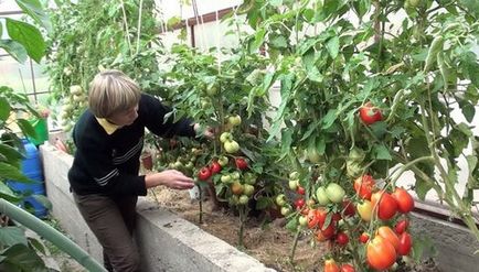 Foltok paradicsomon az üvegházban a leveleken sárga, fehér, barna, barna