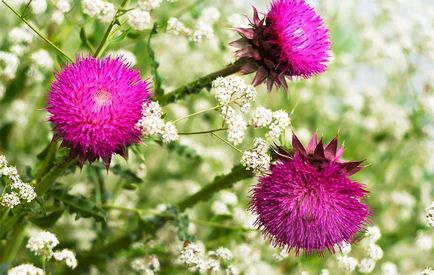 Thistle származó Solgar (ayherb) orosz