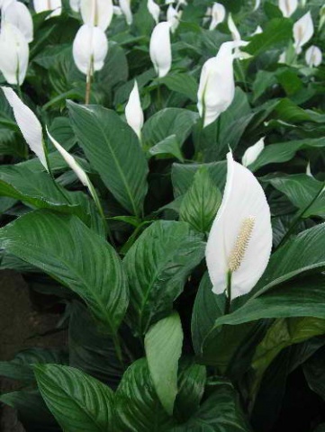 Reproducerea spathiphyllum la domiciliu prin butași, semințe, diviziune bush