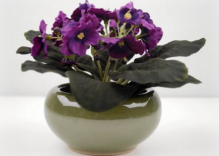 Cultivarea cultivării violetelor, 10 reguli de plantare violete la domiciliu și îngrijirea lor - udare în ghiveci