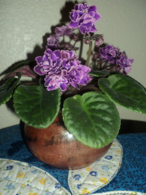 Cultivarea cultivării violetelor, 10 reguli de plantare violete la domiciliu și îngrijirea lor - udare în ghiveci