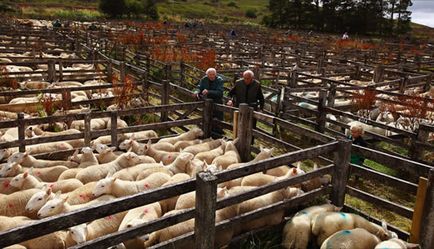 Розведення овець - теплий - бізнес