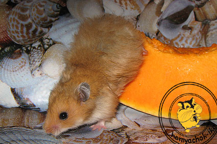 Reproducerea hamsterilor
