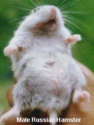 Reproducerea hamsterilor - reproducere - natură și animale