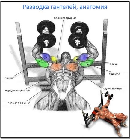 Розведення гантелей лежачи