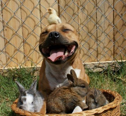 American Pit Bull Terrier döntött, hogy egy különösen nehéz és gondozás - Háziállat