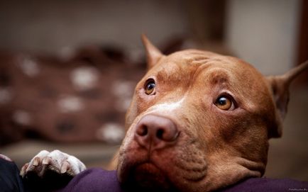 American Pit Bull Terrier döntött, hogy egy különösen nehéz és gondozás - Háziállat