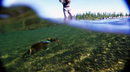 Pescuitul de grayling în apele Siberiei