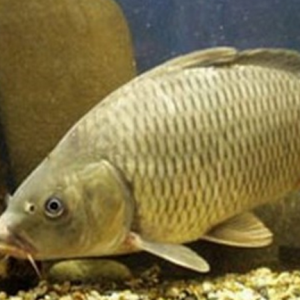 Риба сазан опис виду і повадки
