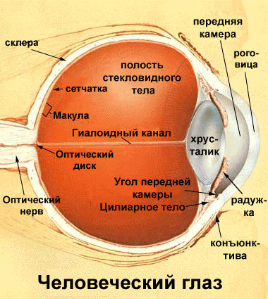 Малюнок зліпка ока