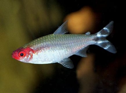 Römi-orr tetra - orrú tetra tartalom kompatibilitás, tenyésztés, fotó és videó felülvizsgálat (vörösorrú pontylazac) Römi-orr tetra - orrú tetra tartalom kompatibilitás, tenyésztés, fotó és videó felülvizsgálat