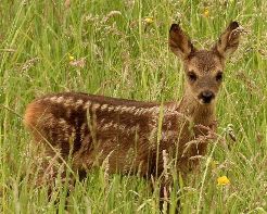 Coarne de cerb