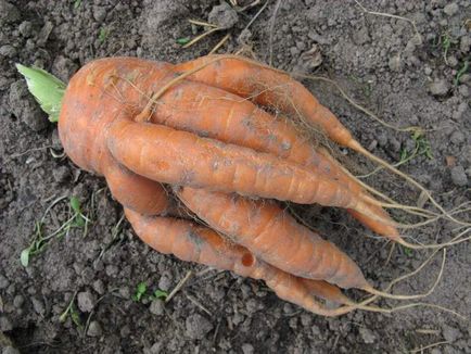 Рогата, волохата, кострубата або чому морквина виростає потворною