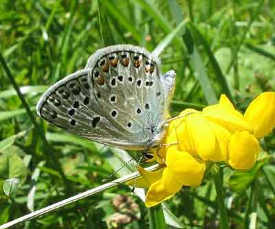 Роль рослин в житті метеликів