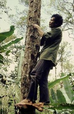 Arborele tropical tămâiat subțire, care stochează proprietăți unice