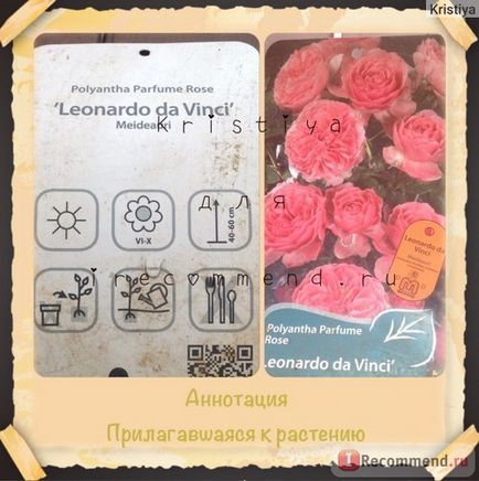 Rose de Leonardo da Vinci (leonardo da vinci)