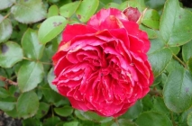 Rose Leonardo da Vinci (leonardo de vinci) Descrierea soiului, fotografia, termenii și regulile de plantare, protecție